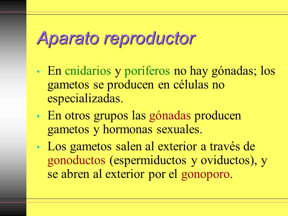 Aparato reproductor En cnidarios y poríferos no hay gónadas; los gametos se producen en células no especializadas.