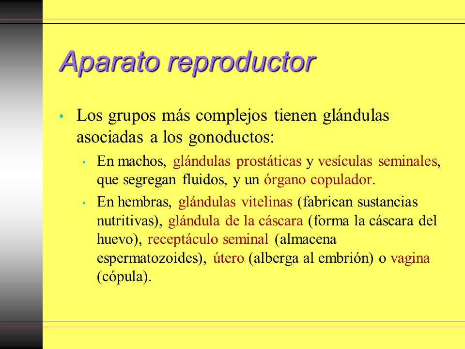 Aparato reproductor Los grupos más complejos tienen glándulas asociadas a los gonoductos:
