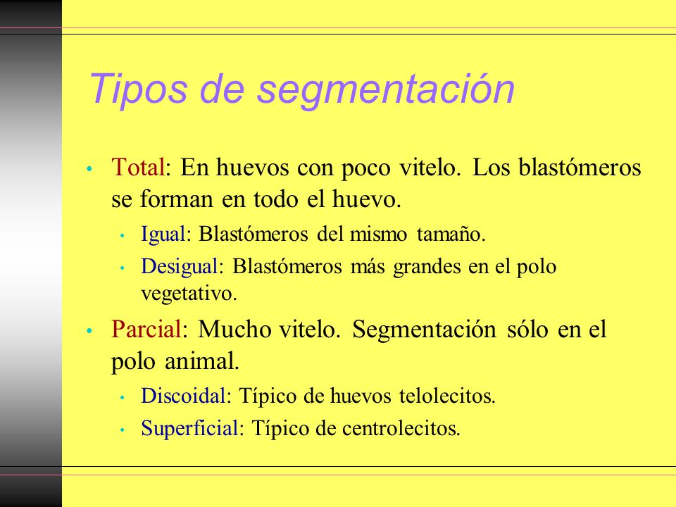 Tipos de segmentación Total: En huevos con poco vitelo. Los blastómeros se forman en todo el huevo.