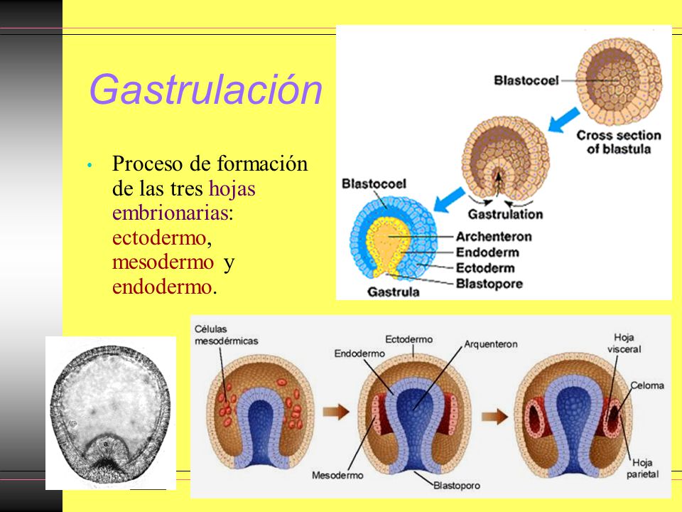 Gastrulación Proceso de formación de las tres hojas embrionarias: ectodermo, mesodermo y endodermo.