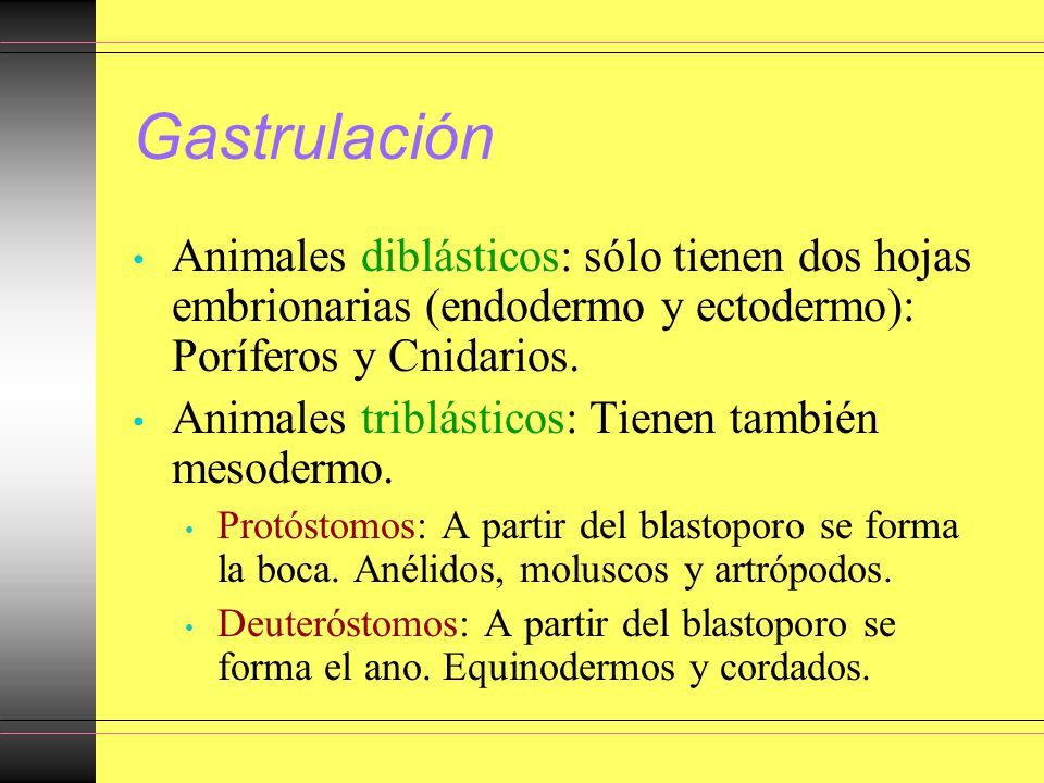 Gastrulación Animales diblásticos: sólo tienen dos hojas embrionarias (endodermo y ectodermo): Poríferos y Cnidarios.