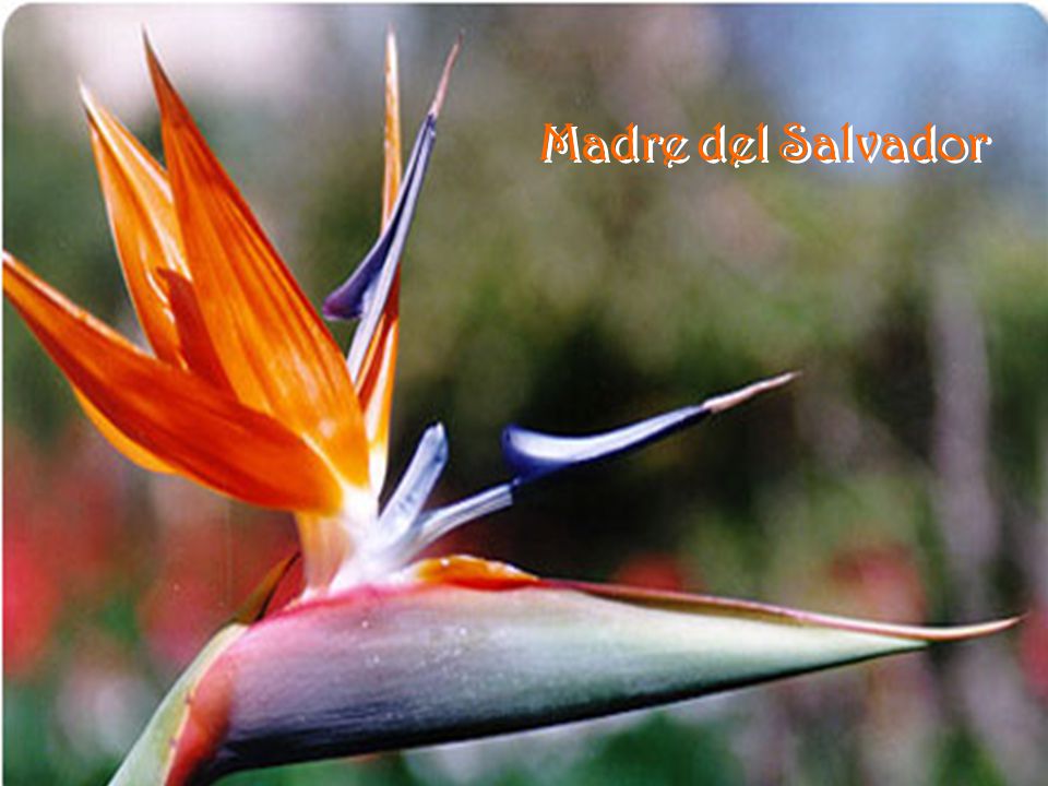 Madre del Salvador