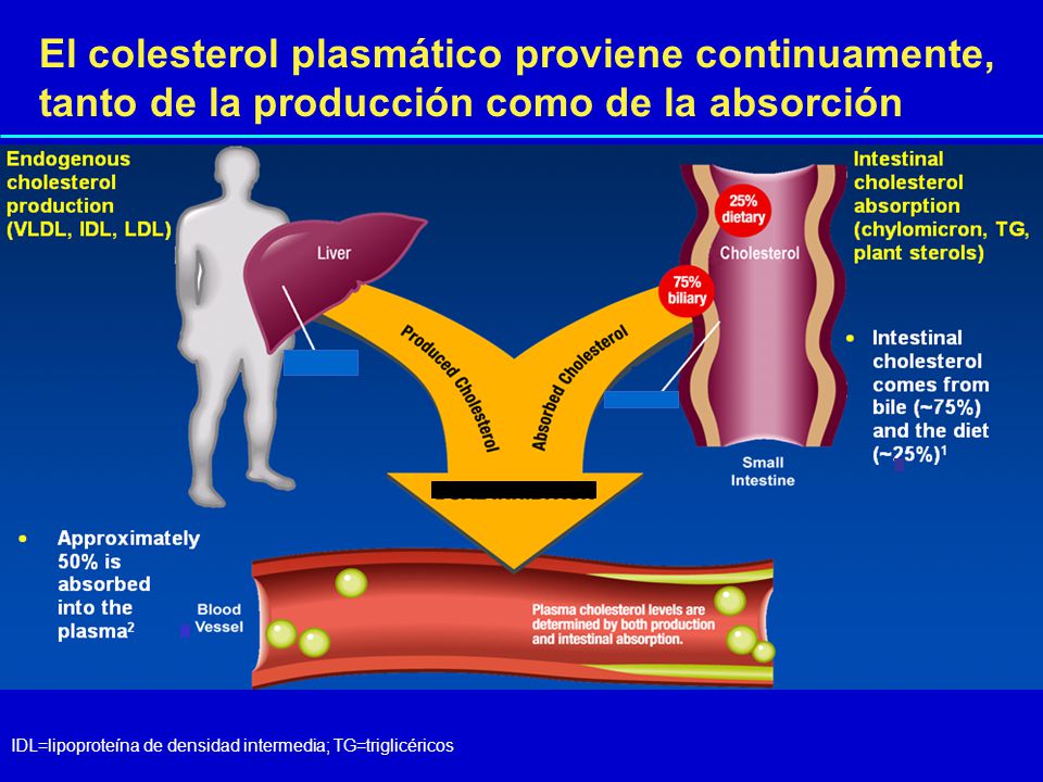 El colesterol plasmático proviene continuamente, tanto de la producción como de la absorción