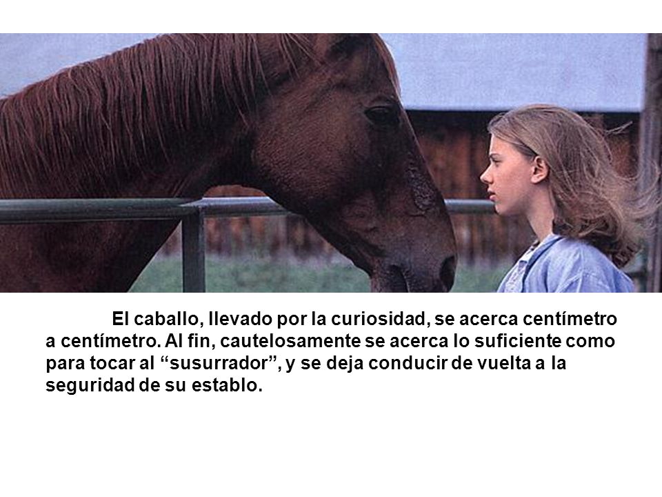 El caballo, llevado por la curiosidad, se acerca centímetro a centímetro.