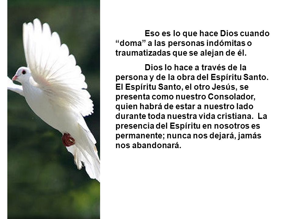Eso es lo que hace Dios cuando doma a las personas indómitas o traumatizadas que se alejan de él.