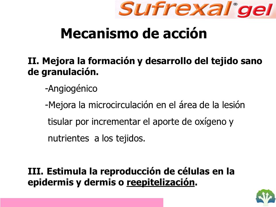 Mecanismo de acción II. Mejora la formación y desarrollo del tejido sano de granulación. -Angiogénico.