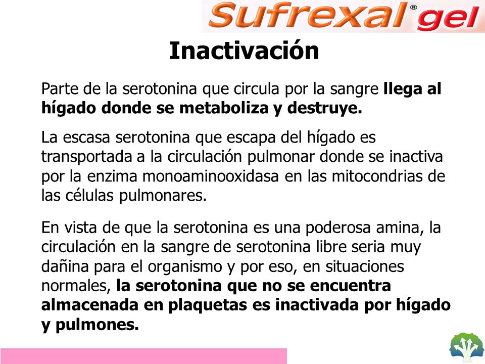 Inactivación Parte de la serotonina que circula por la sangre llega al hígado donde se metaboliza y destruye.