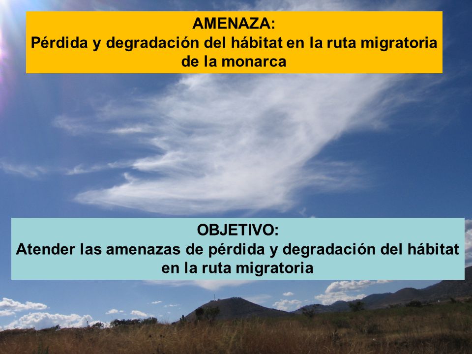 Pérdida y degradación del hábitat en la ruta migratoria de la monarca