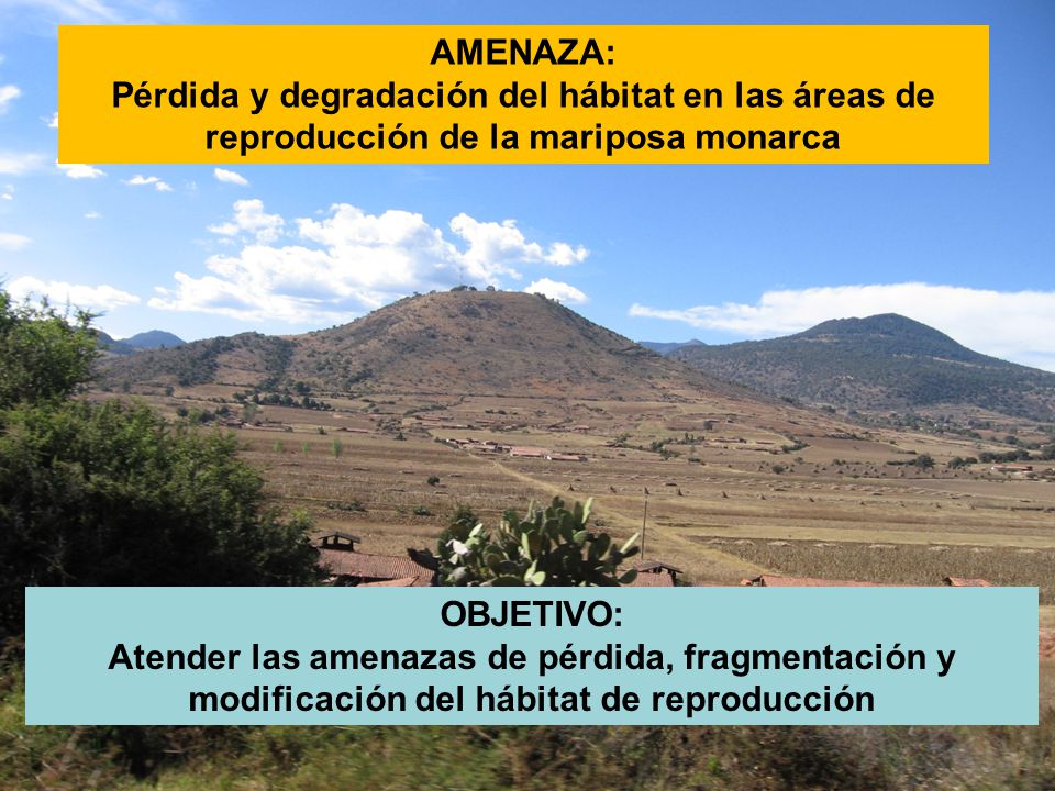 AMENAZA: Pérdida y degradación del hábitat en las áreas de reproducción de la mariposa monarca. OBJETIVO: