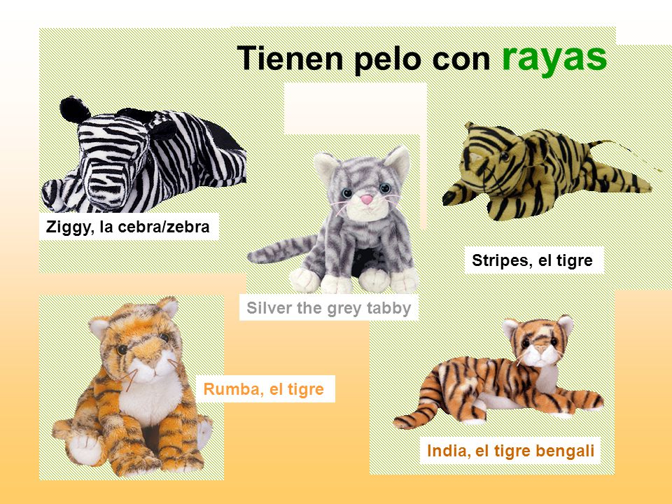Tienen pelo con rayas Ziggy, la cebra/zebra Stripes, el tigre