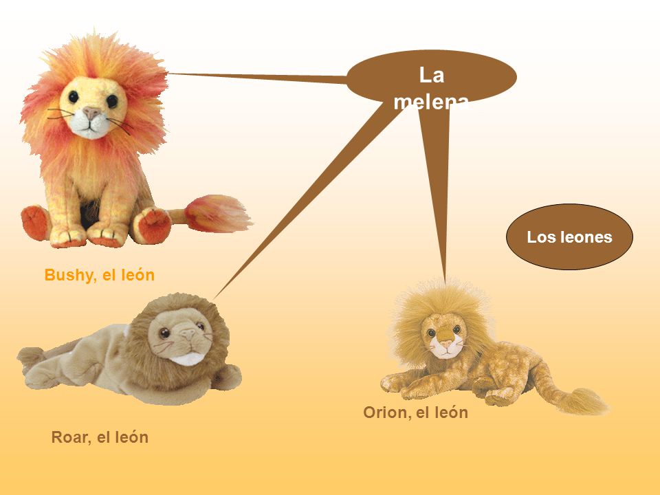 La melena La melena La melena Los leones Bushy, el león Orion, el león