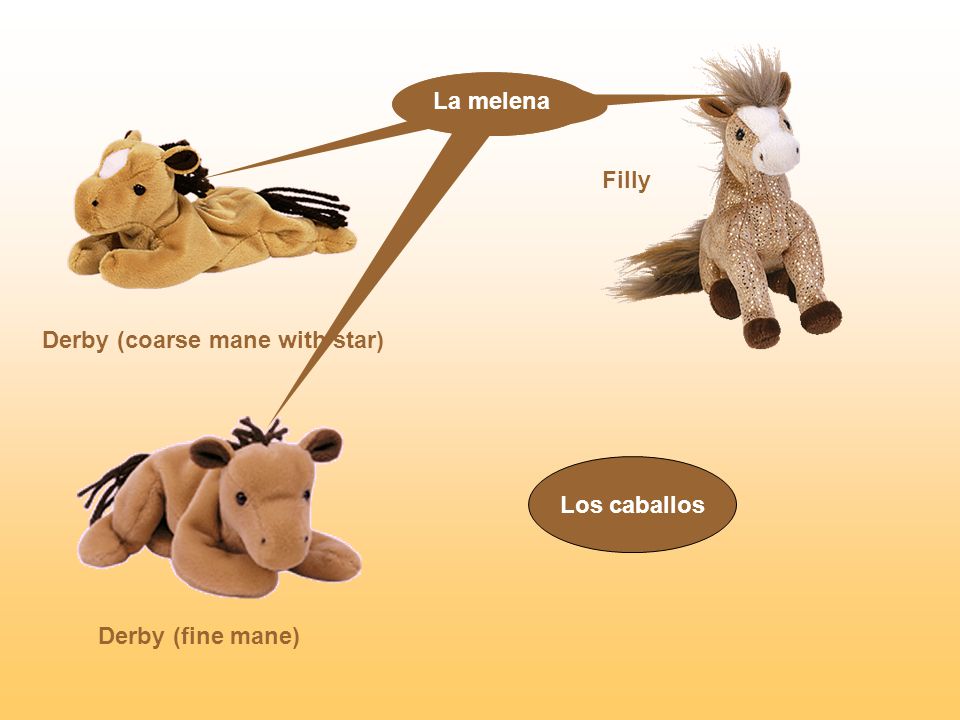 La melena La melena La melena Filly Derby (coarse mane with star) Los caballos Derby (fine mane)