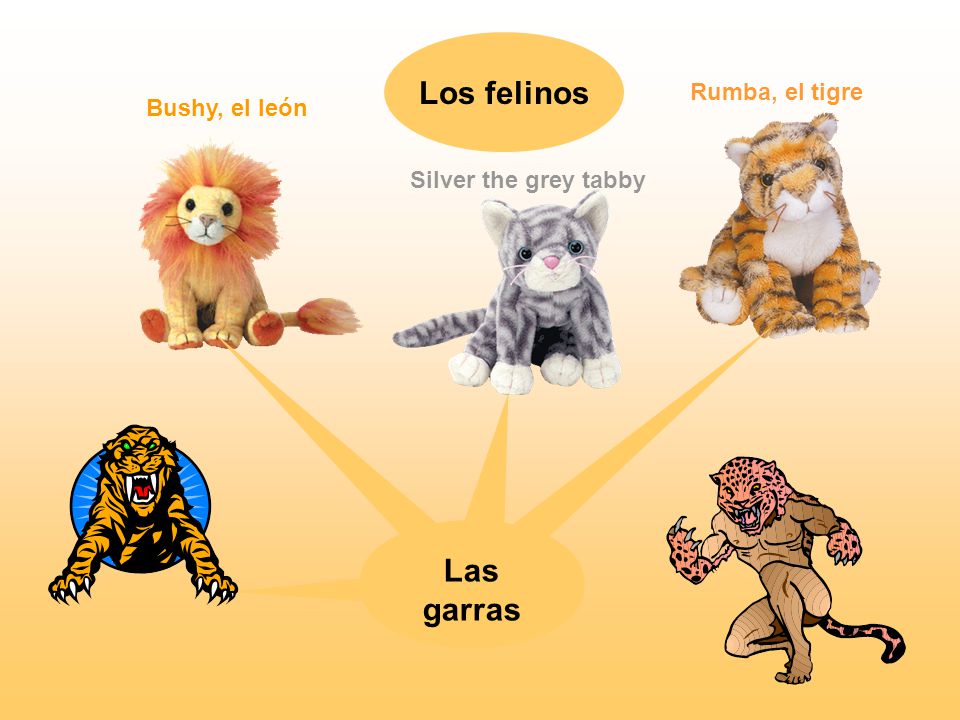 Los felinos Las garras Las garras Las garras Las garras