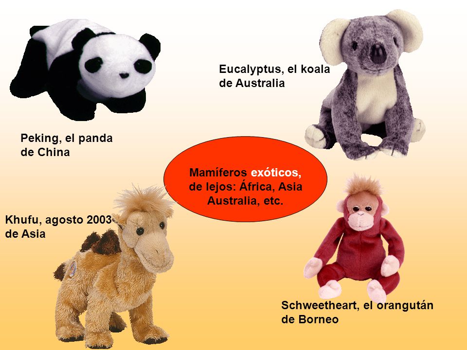 Eucalyptus, el koala de Australia. Peking, el panda de China. Mamíferos exóticos, de lejos: África, Asia.