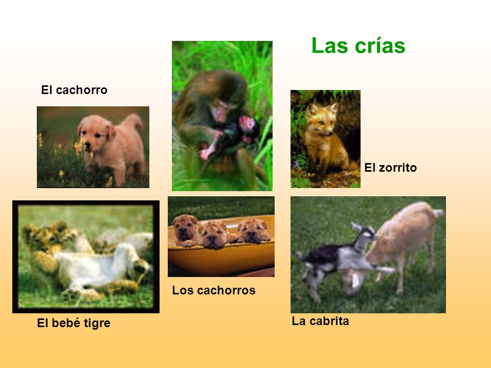 Las crías El cachorro El zorrito Los cachorros La cabrita