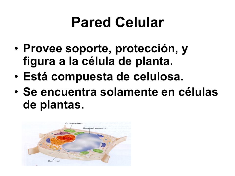 Pared Celular Provee soporte, protección, y figura a la célula de planta. Está compuesta de celulosa.