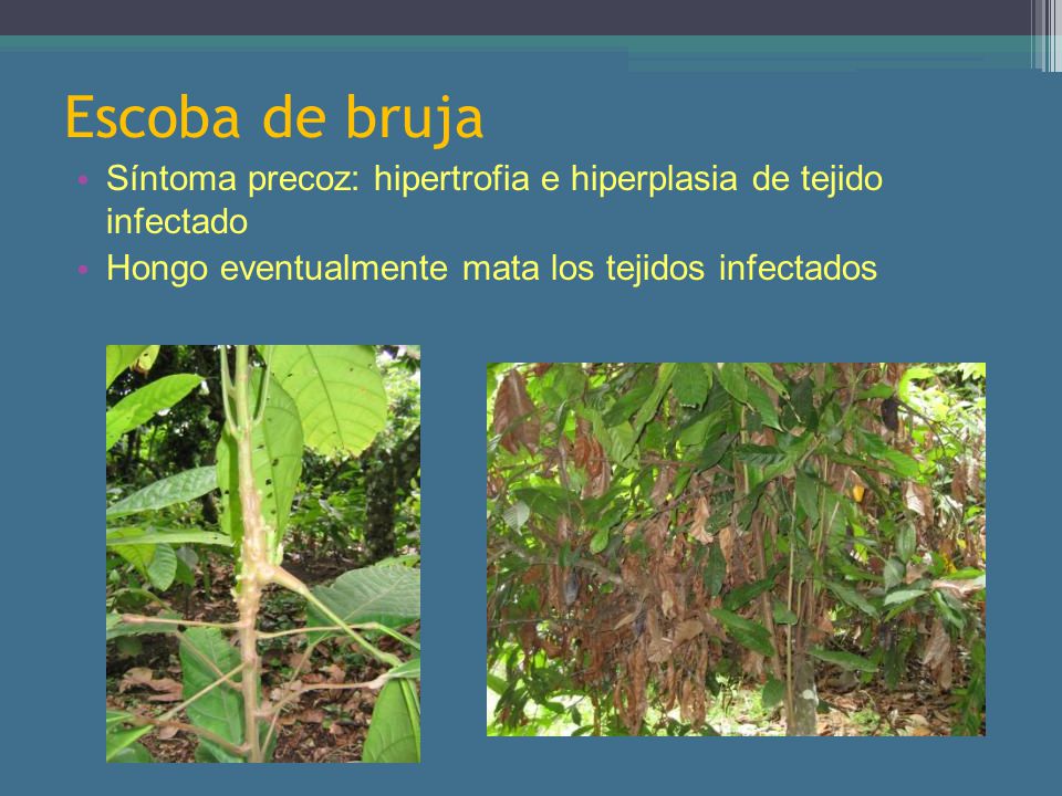 Escoba de bruja Síntoma precoz: hipertrofia e hiperplasia de tejido infectado.