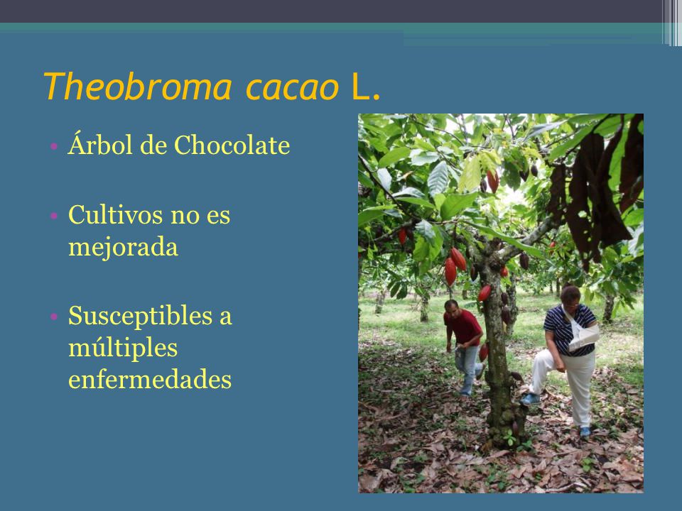 Theobroma cacao L. Árbol de Chocolate Cultivos no es mejorada