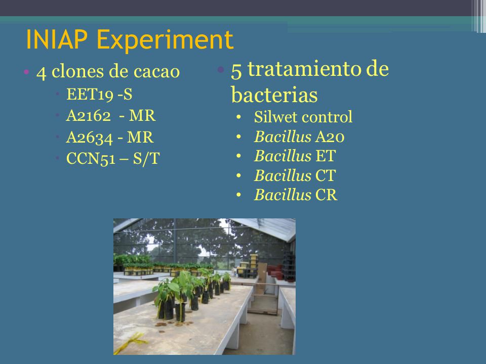 INIAP Experiment 5 tratamiento de bacterias 4 clones de cacao EET19 -S