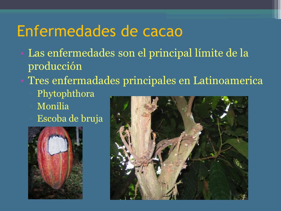Enfermedades de cacao Las enfermedades son el principal límite de la producción. Tres enfermadades principales en Latinoamerica.
