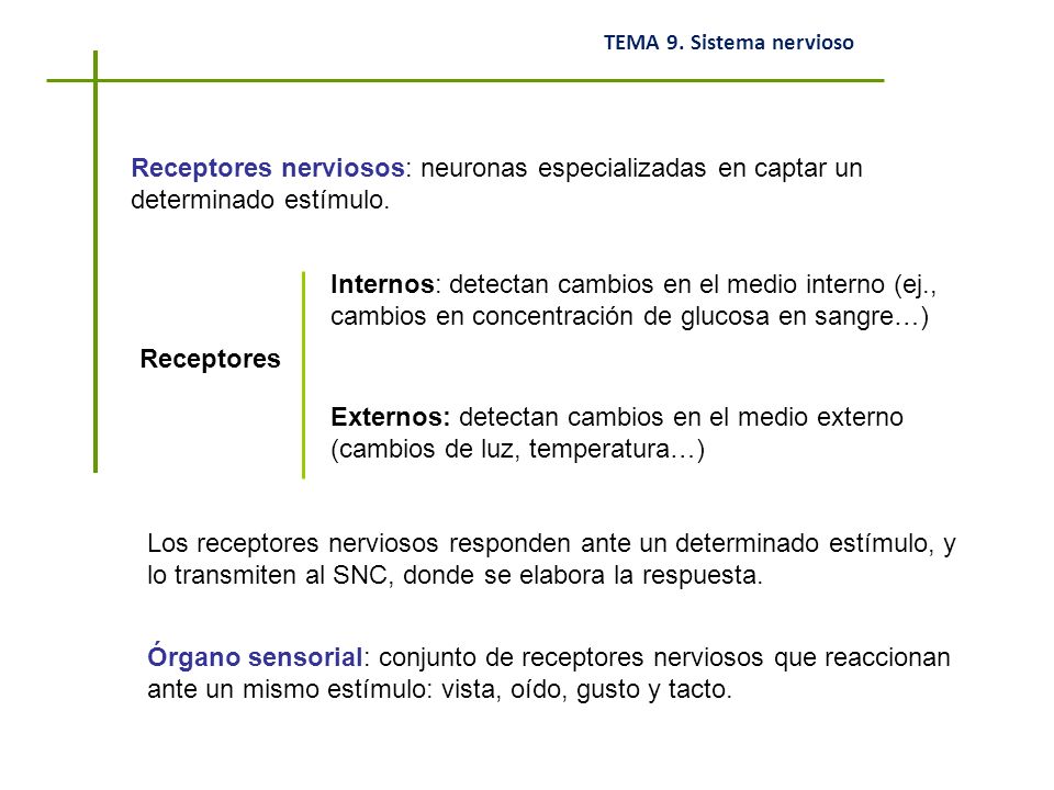 Receptores nerviosos: neuronas especializadas en captar un determinado estímulo.