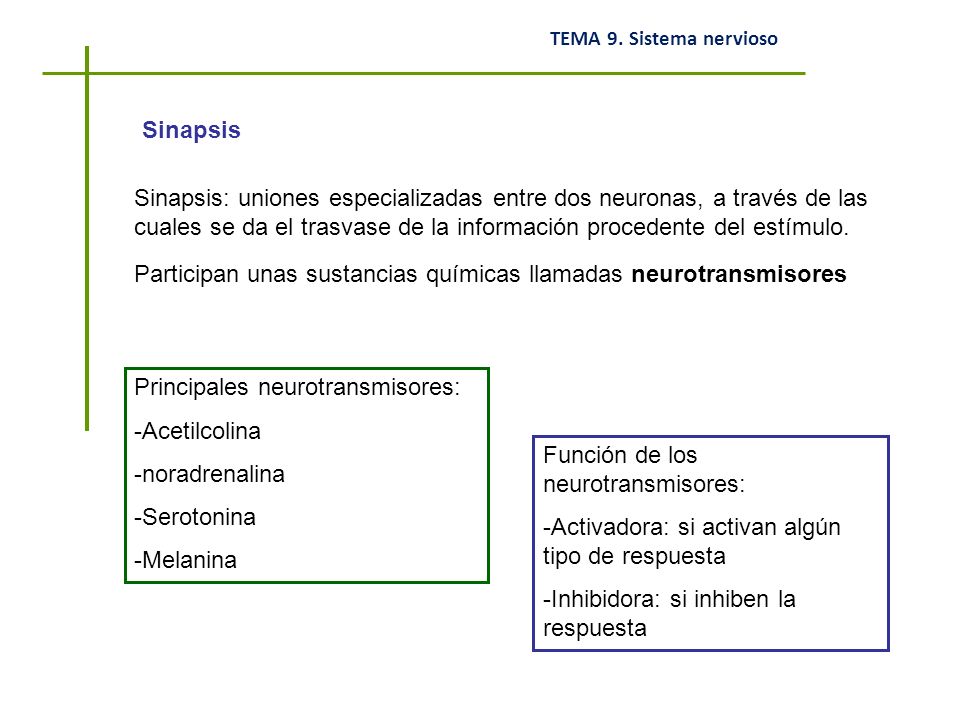 Sinapsis Sinapsis: uniones especializadas entre dos neuronas, a través de las cuales se da el trasvase de la información procedente del estímulo.