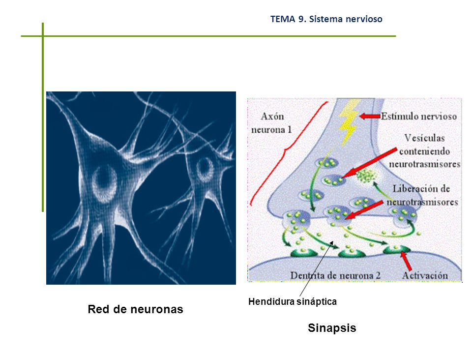 Hendidura sináptica Red de neuronas Sinapsis