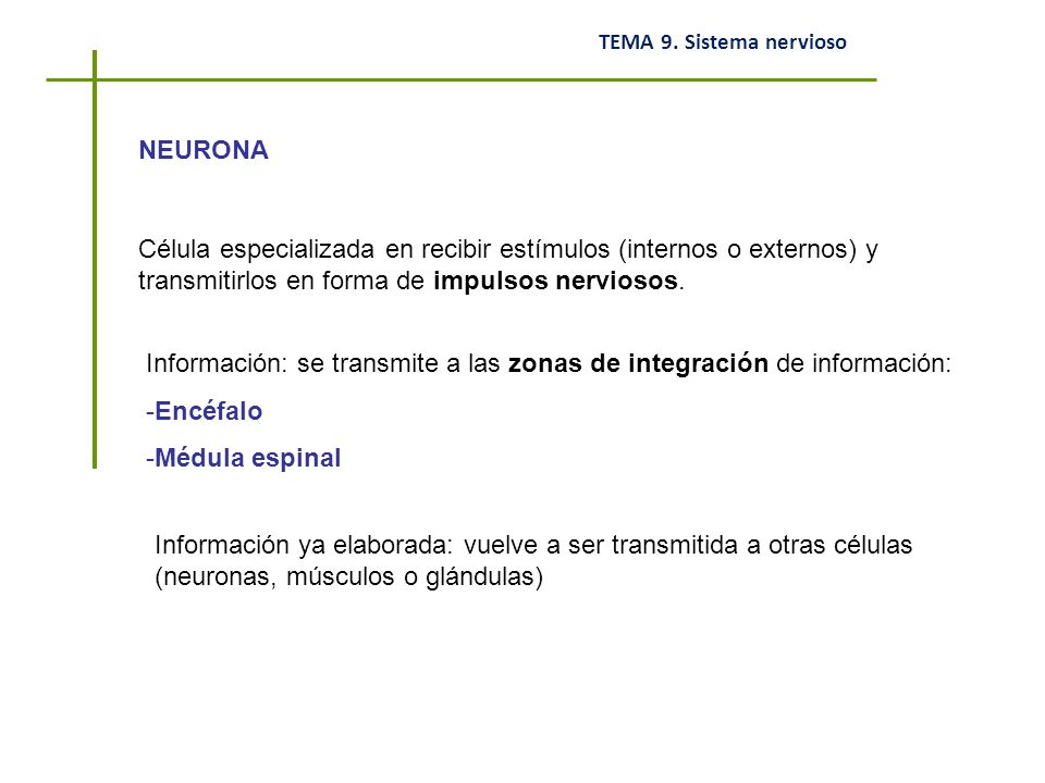 NEURONA Célula especializada en recibir estímulos (internos o externos) y transmitirlos en forma de impulsos nerviosos.