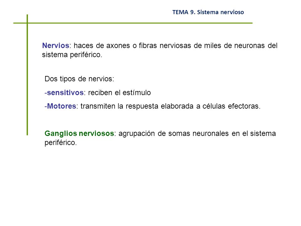 Nervios: haces de axones o fibras nerviosas de miles de neuronas del sistema periférico.
