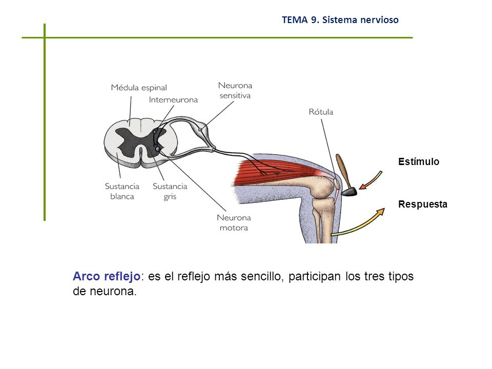 Estímulo Respuesta Arco reflejo: es el reflejo más sencillo, participan los tres tipos de neurona.