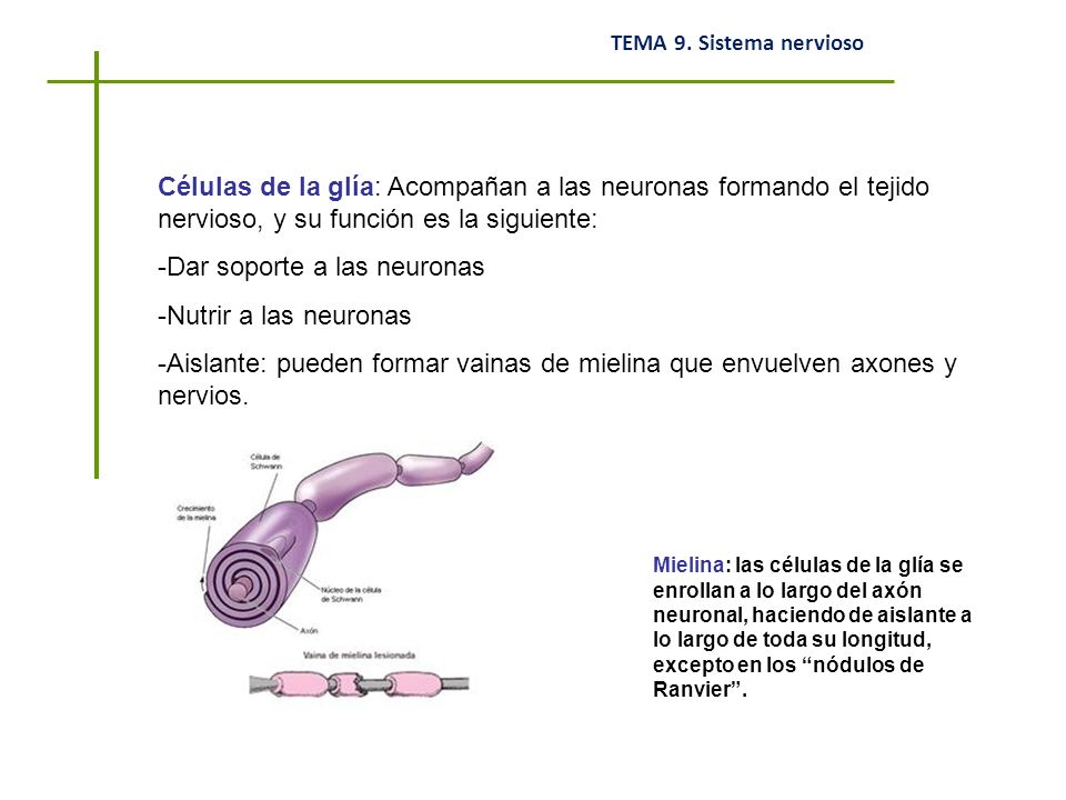 Dar soporte a las neuronas Nutrir a las neuronas