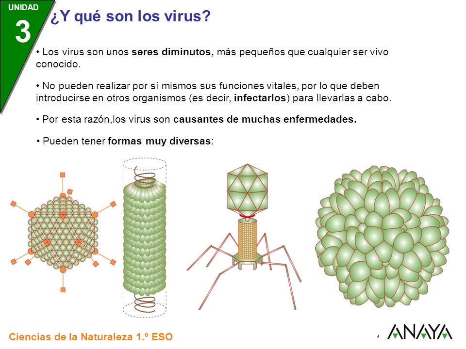 • Los virus son unos seres diminutos, más pequeños que cualquier ser vivo conocido.