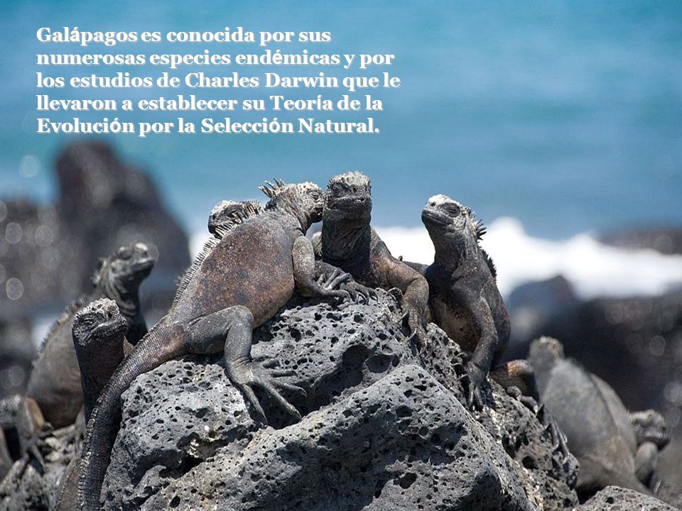 Galápagos es conocida por sus numerosas especies endémicas y por los estudios de Charles Darwin que le llevaron a establecer su Teoría de la Evolución por la Selección Natural.