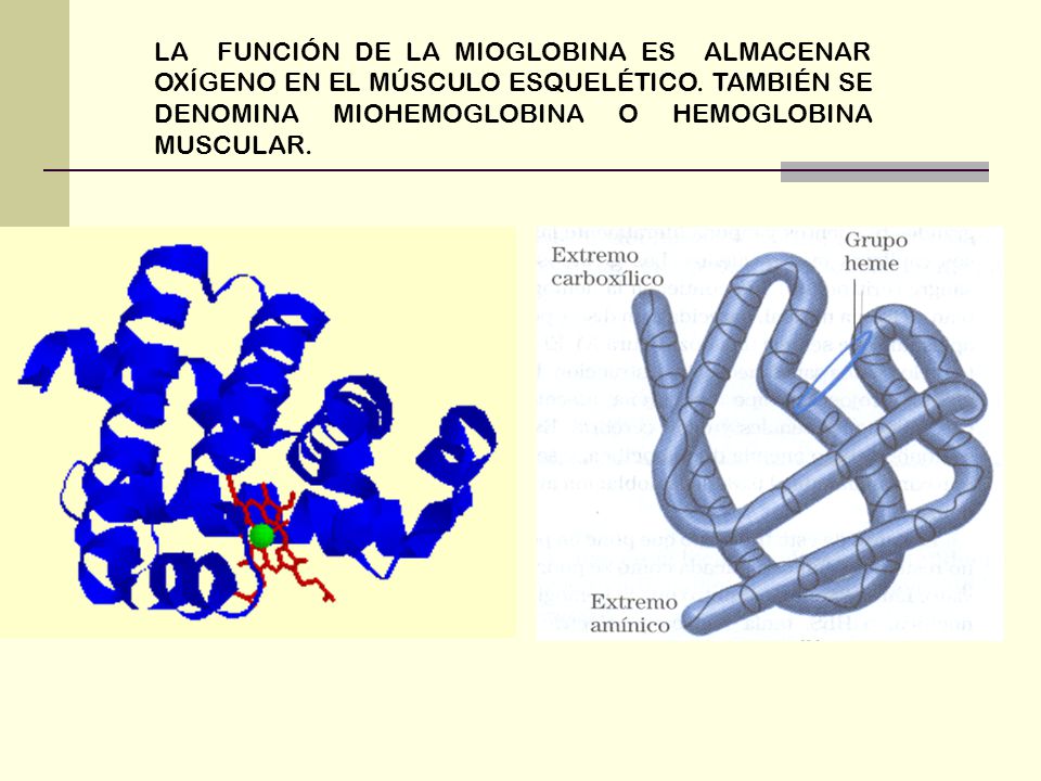 LA FUNCIÓN DE LA MIOGLOBINA ES ALMACENAR OXÍGENO EN EL MÚSCULO ESQUELÉTICO.