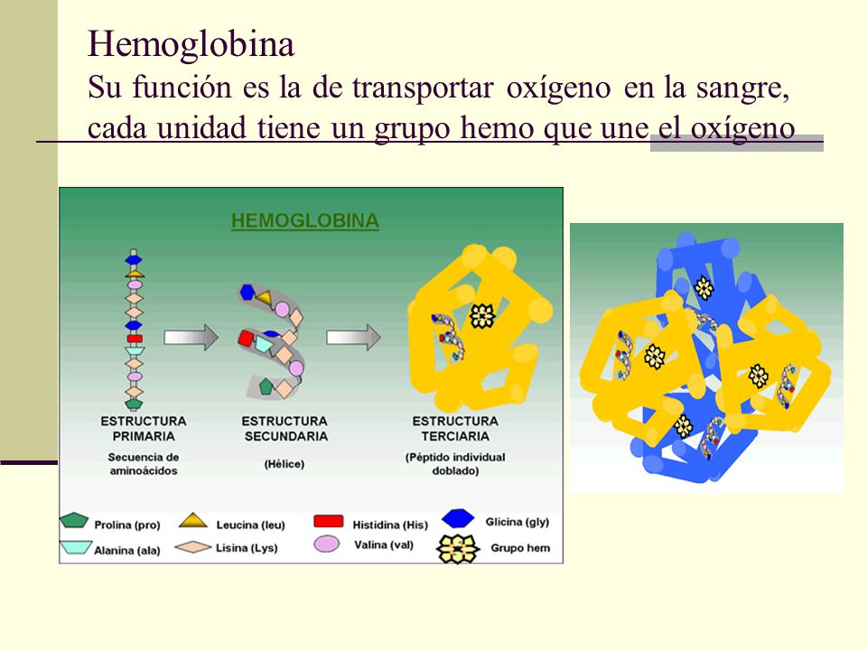 Hemoglobina Su función es la de transportar oxígeno en la sangre, cada unidad tiene un grupo hemo que une el oxígeno