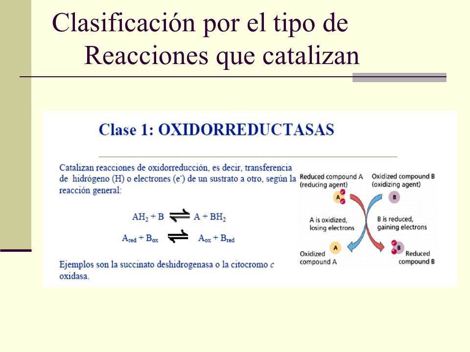 Clasificación por el tipo de Reacciones que catalizan