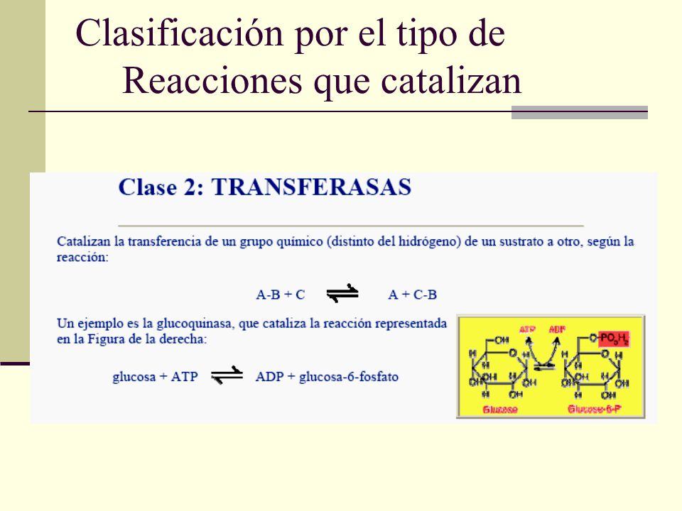 Clasificación por el tipo de Reacciones que catalizan