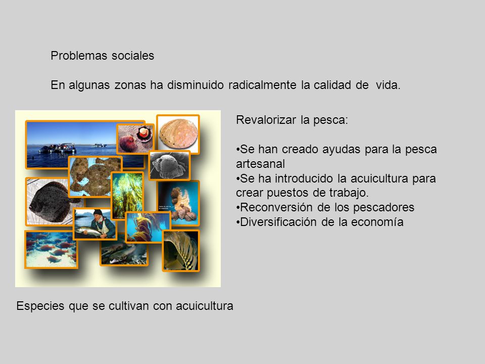 Problemas sociales En algunas zonas ha disminuido radicalmente la calidad de vida. Revalorizar la pesca: