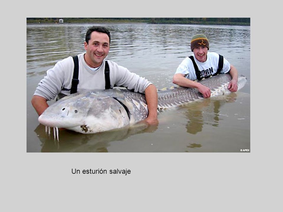 Un esturión salvaje