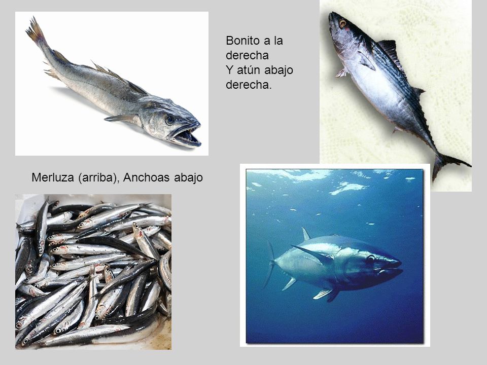 Bonito a la derecha Y atún abajo derecha. Merluza (arriba), Anchoas abajo