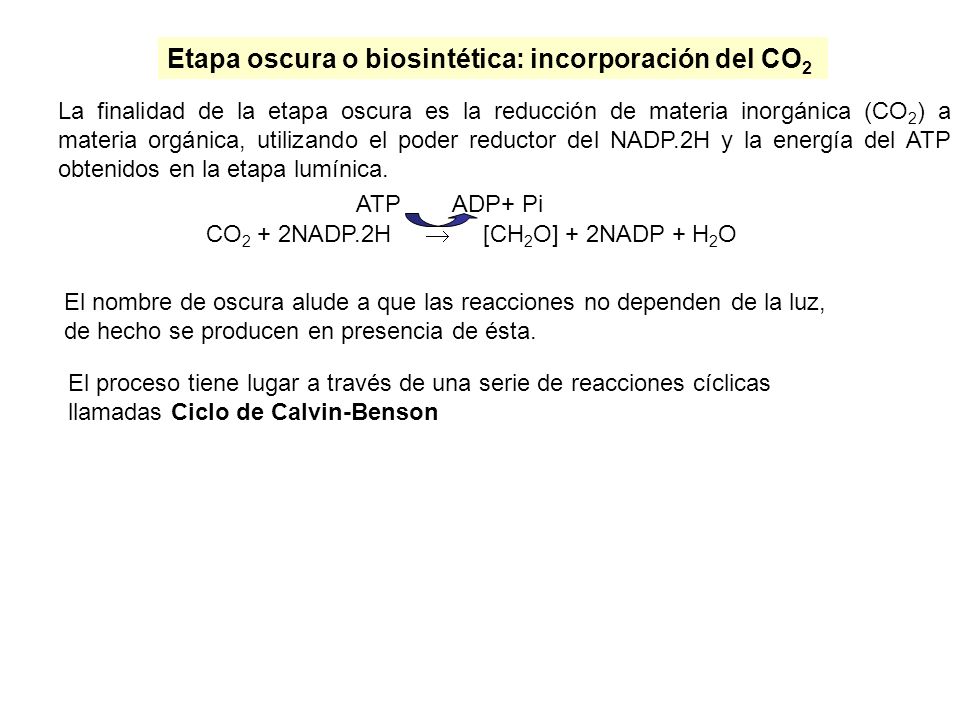 Etapa oscura o biosintética: incorporación del CO2