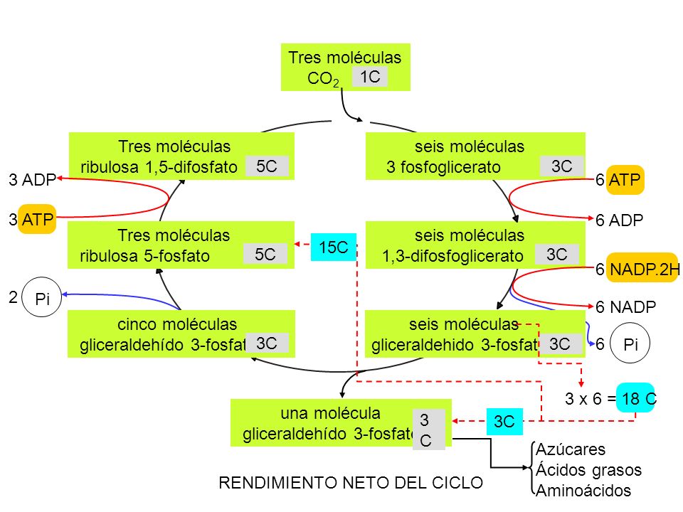Tres moléculas CO2. 1C. ribulosa 1,5-difosfato. 5C. ribulosa 5-fosfato. cinco moléculas. gliceraldehído 3-fosfato.