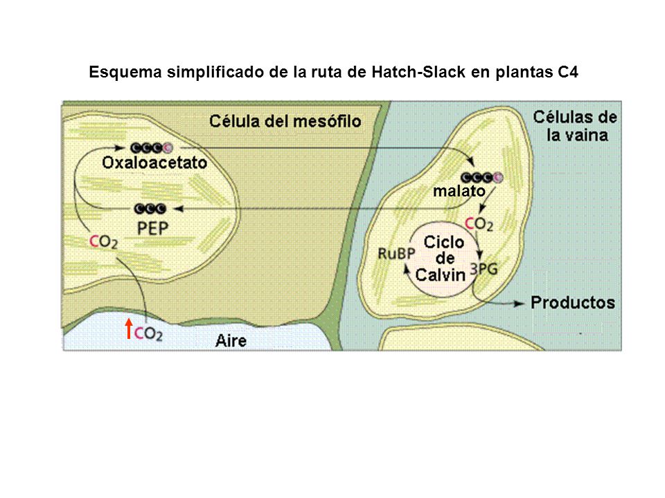 Esquema simplificado de la ruta de Hatch-Slack en plantas C4