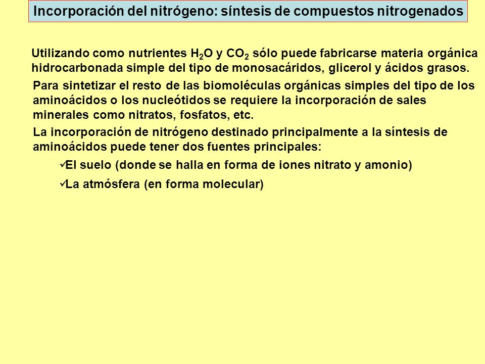 Incorporación del nitrógeno: síntesis de compuestos nitrogenados