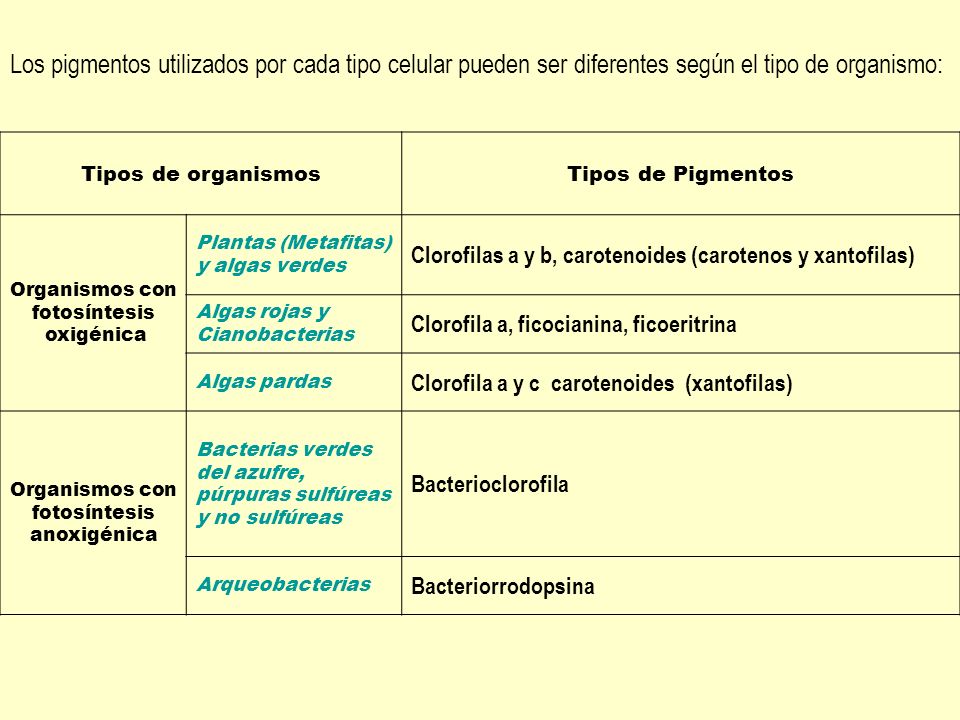 Los pigmentos utilizados por cada tipo celular pueden ser diferentes según el tipo de organismo: