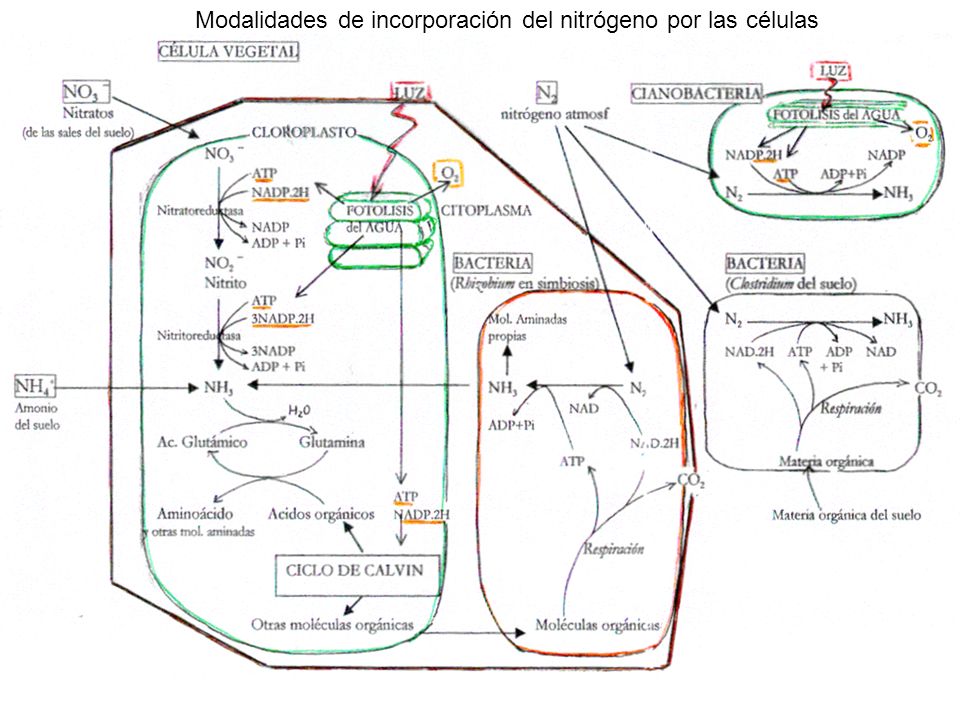 Modalidades de incorporación del nitrógeno por las células