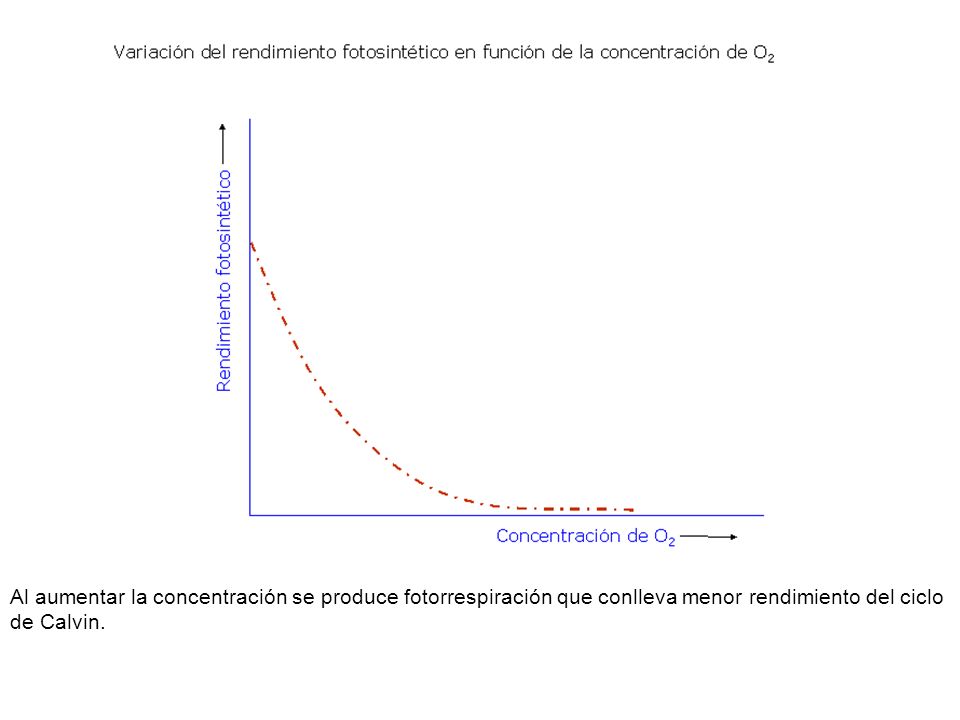 Al aumentar la concentración se produce fotorrespiración que conlleva menor rendimiento del ciclo de Calvin.