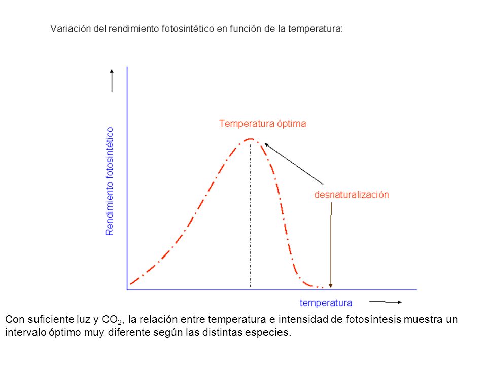 Con suficiente luz y CO2, la relación entre temperatura e intensidad de fotosíntesis muestra un intervalo óptimo muy diferente según las distintas especies.