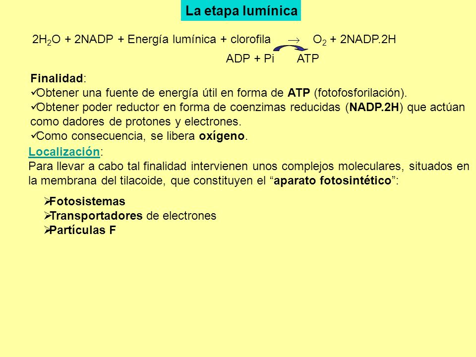 La etapa lumínica 2H2O + 2NADP + Energía lumínica + clorofila  O2 + 2NADP.2H. ADP + Pi ATP.