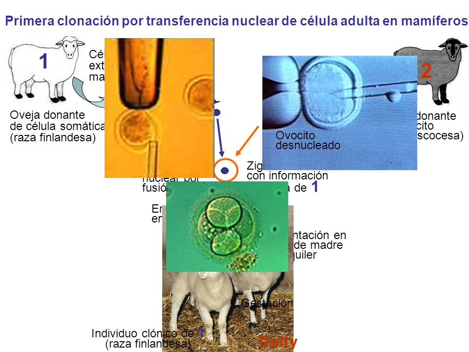Primera clonación por transferencia nuclear de célula adulta en mamíferos